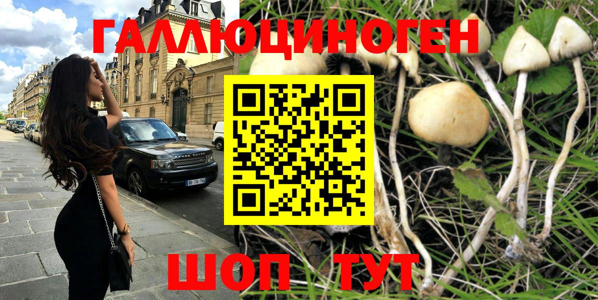 Псилоцибиновые грибы Psilocybe Коркино